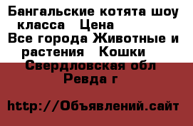 Бангальские котята шоу класса › Цена ­ 25 000 - Все города Животные и растения » Кошки   . Свердловская обл.,Ревда г.